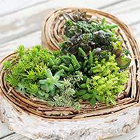 ハート多肉植物寄せ植え