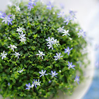 イソトマ苔玉